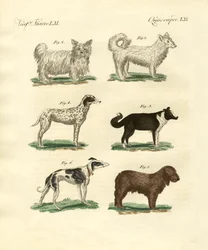 Diferentes tipos de perros