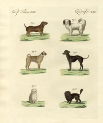 Diferentes tipos de perros