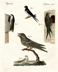 Diferentes tipos de palomas