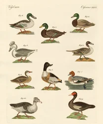 Diferentes especies de patos