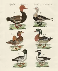 Diferentes especies de patos
