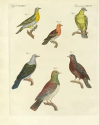 Diferentes tipos de palomas exóticas