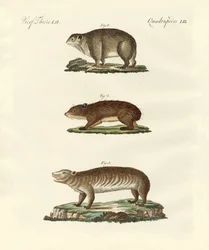 Diferentes tipos de animales gordos