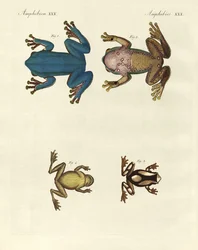 Diferentes tipos de ranas arborícolas extranjeras (grabado en color)