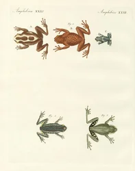 Diferentes tipos de ranas arborícolas extranjeras (grabado en color)