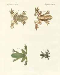 Diferentes tipos de ranas arborícolas extranjeras