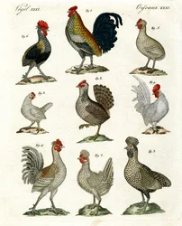 Diferentes tipos de gallinas