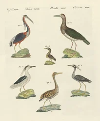 Diferentes tipos de garzas