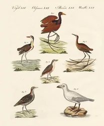 Diferentes tipos de aves de pantano