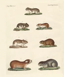 Diferentes tipos de ratones