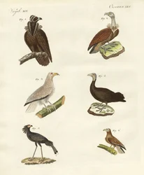 Diferentes tipos de rapaces