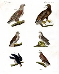 Diferentes tipos de rapaces