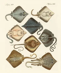 Diferentes tipos de rayas