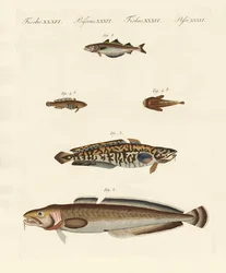 Diferentes tipos de mariscos