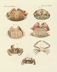 Diferentes tipos de camarones y cangrejos