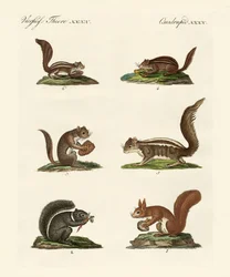 Diferentes tipos de ardillas