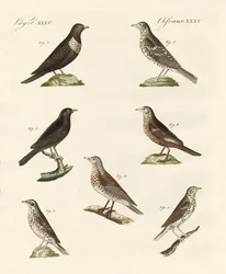 Diferentes especies de zorzales