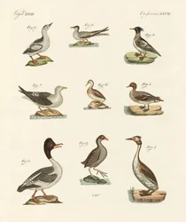 Diferentes tipos de aves acuáticas