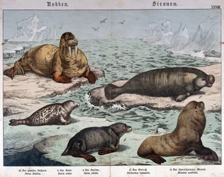 Diferentes tipos de focas, foca jaspeada a la izquierda, morsa arriba a la izquierda y leones marinos - en «Historia natural de los mamíferos», ed. Schreiber, Múnich