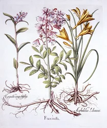 Dictamo, Helleborine Blanca y Lirio de Día Amarillo, de Hortus Eystettensis, por Basil Besler, pub. 1613