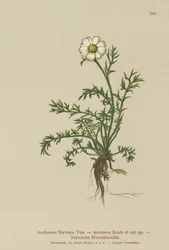 Manzanilla perruna (Anthemis Styriaca, Anthemis montana)