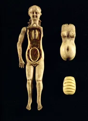 Muñeca que muestra la anatomía del cuerpo humano