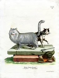 Gato Doméstico