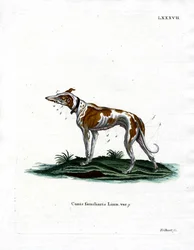 Perro doméstico