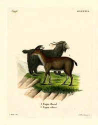Cabra doméstica
