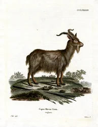 Cabra Doméstica