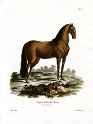 Caballo doméstico
