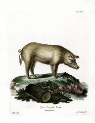 Cerdo doméstico