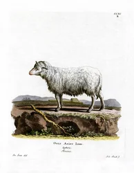Oveja Doméstica