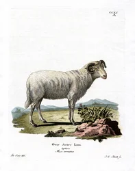 Oveja Doméstica