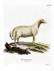 Oveja doméstica