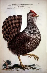 Gallina doméstica - tratado alemán del siglo XVIII.