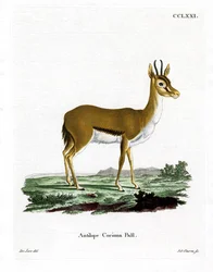 Gacela Dorcas