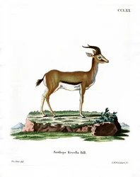 Gacela Dorcas