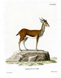 Gacela Dorcas