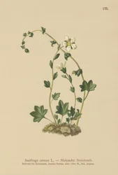 Saxifraga inclinada (Saxifraga cernua)
