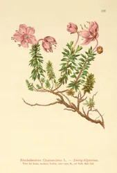 Rododendro enano (Rhododendron Chamaecistus)
