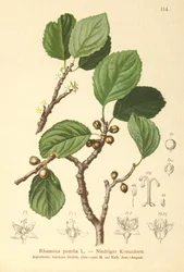 Espino cerval enano