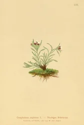 Hierba de cudweed enana (Gnaphalium supinum)