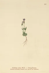 Genciana enana (Gentiana nana, Gentianella nana)