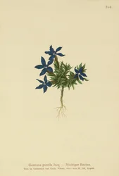 Genciana enana (Gentiana pumila)