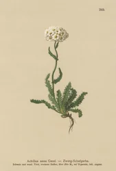 Milenrama enana