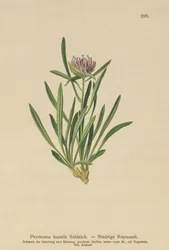 Rampion enano (Phyteuma humile)