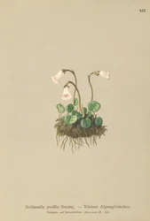 Campanilla de nieve enana (Soldanella pusilla, Soldanella alpicola)