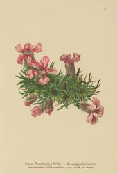 Jabonera enana