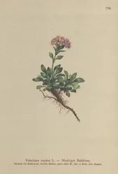 Valeriana enana (Valeriana supina)